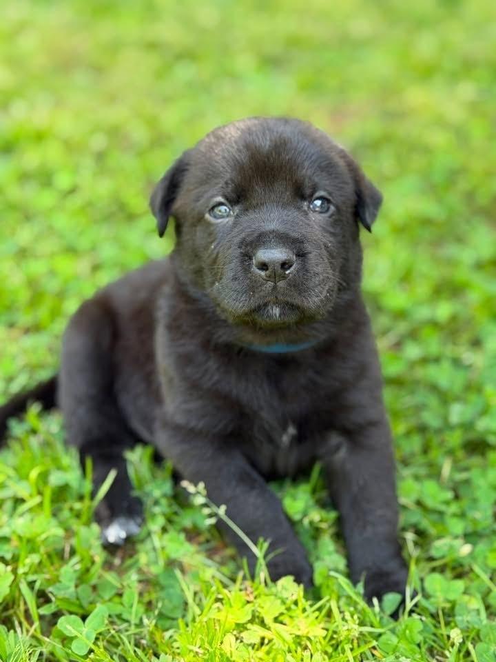 Bud, Adoptable, Puppy Male Labrador Retriever & Mixed Breed.