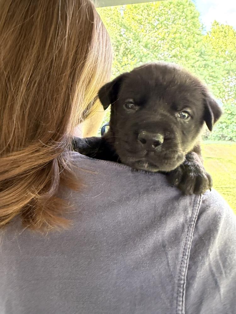Enlarge Bud, a Adoptable mixed breed in Warr Acres, OK image 2/3