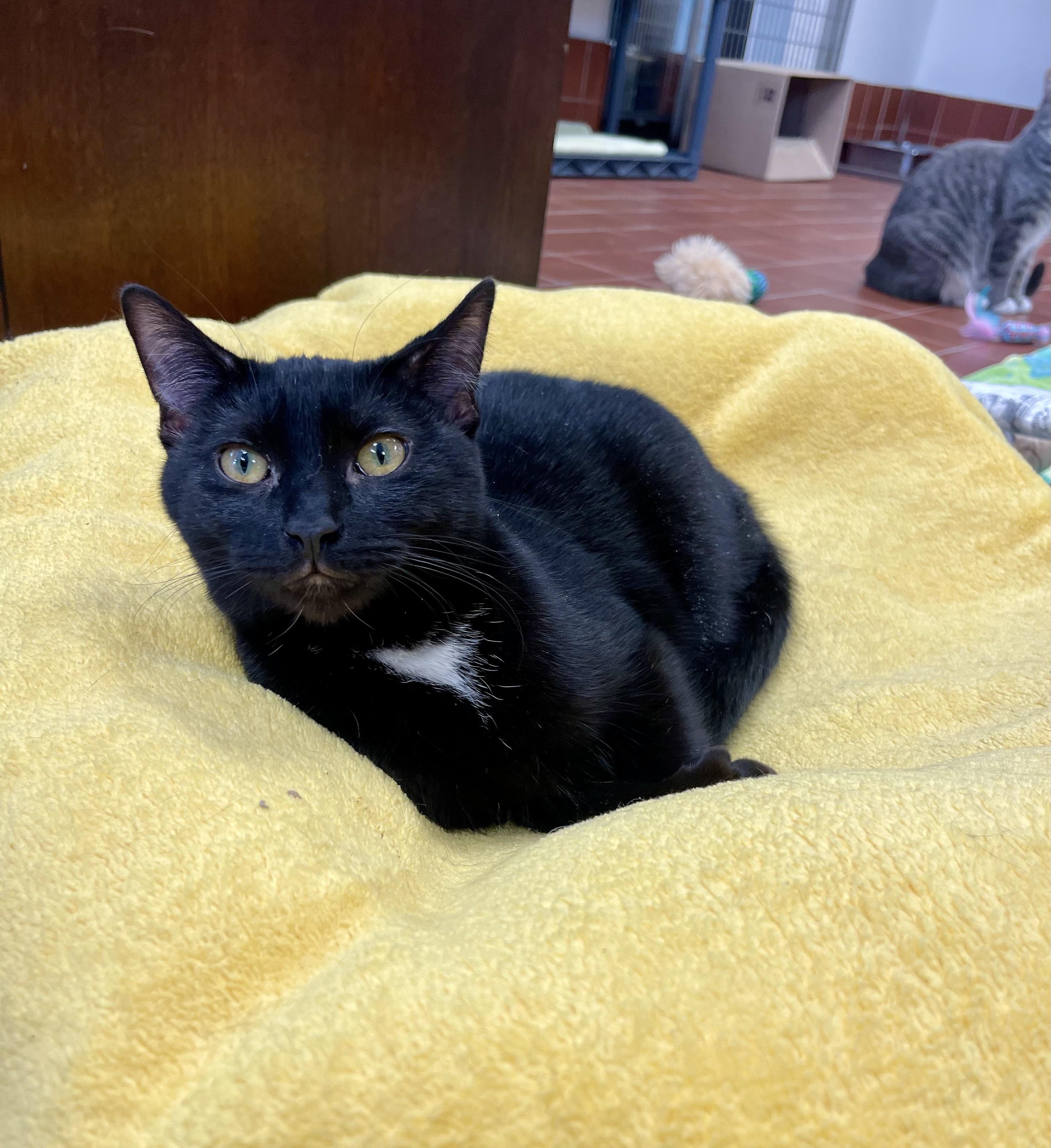 Enlarge Marcy, a Adoptable mixed breed in Battle Creek, MI image 2/4