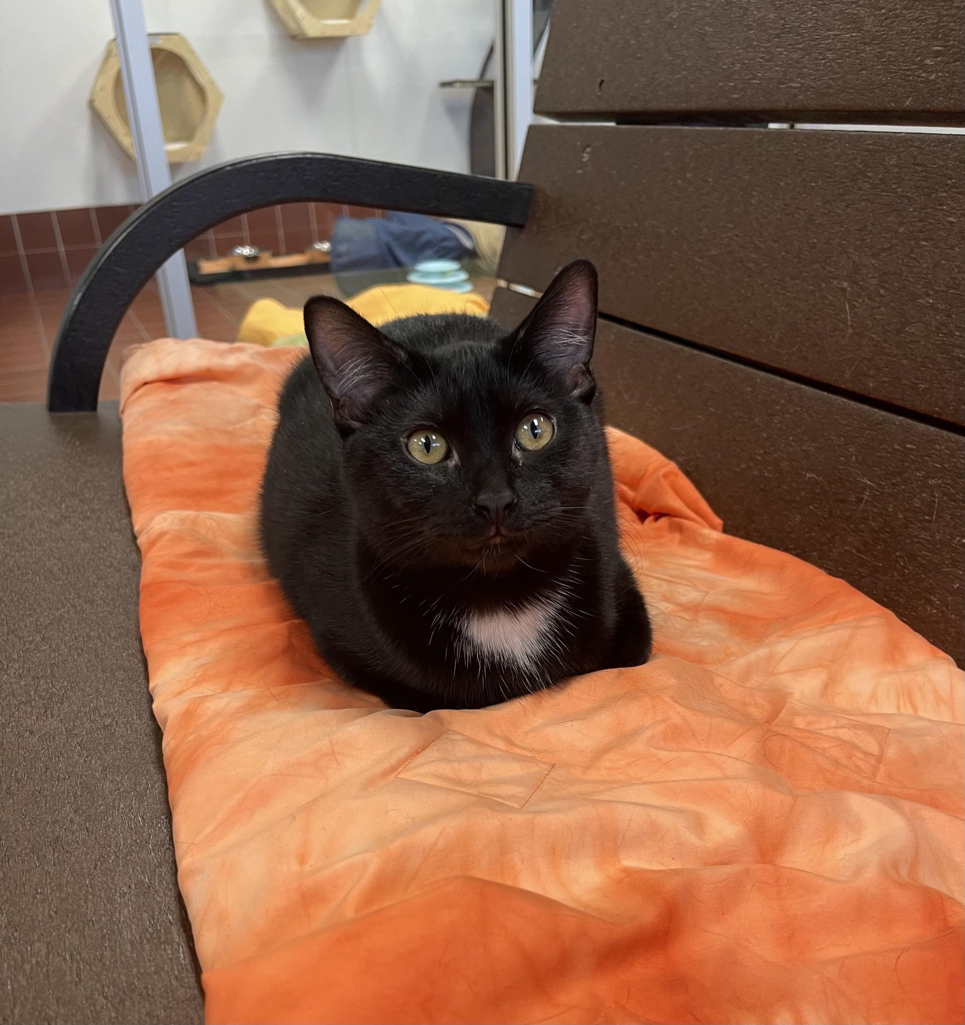 Marcy, Adoptable, Kitten Female Domestic Short Hair.