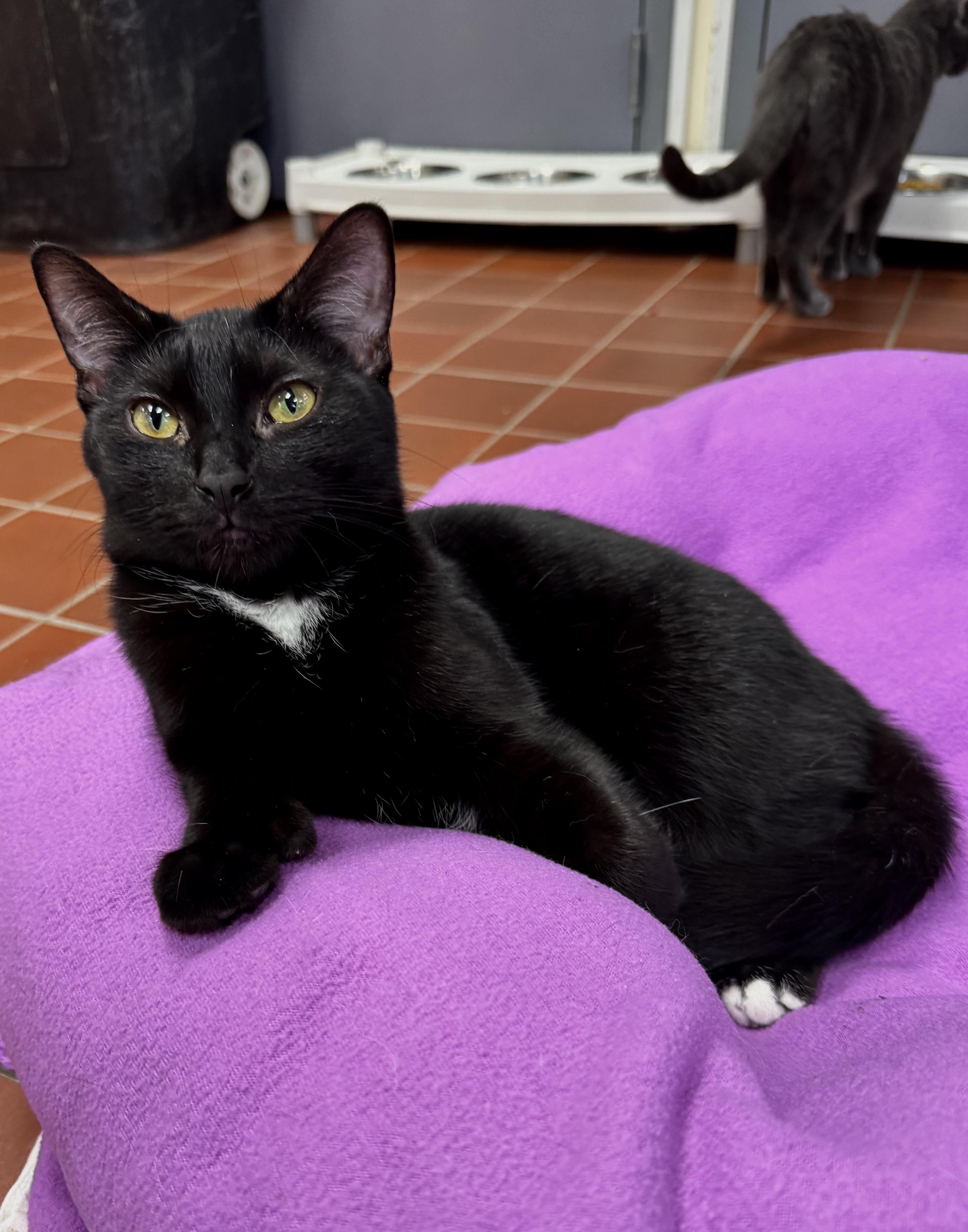 Marcy, Adoptable, Young Female Domestic Short Hair.