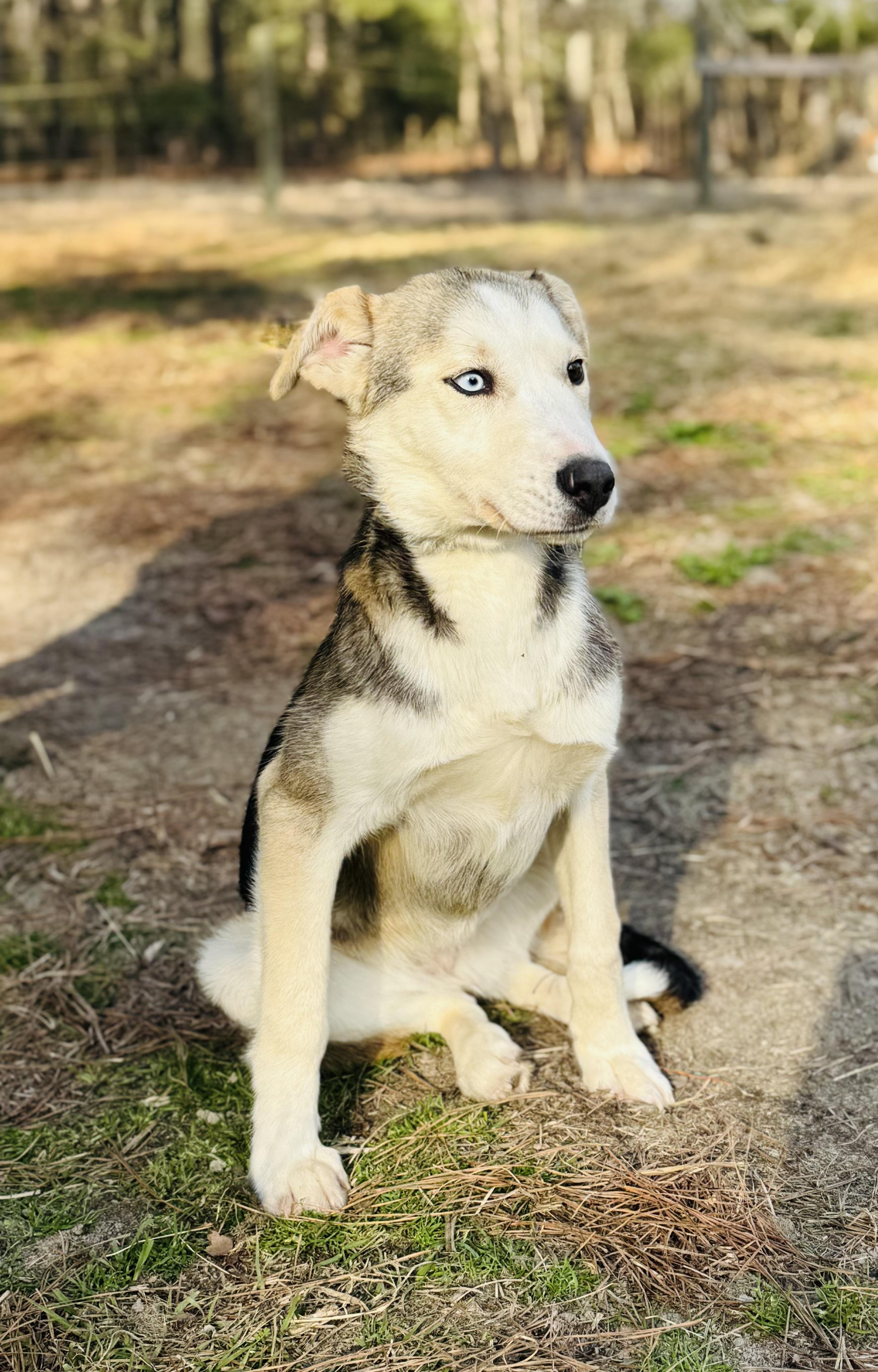 Enlarge ECHO , a ADOPTABLE mixed breed in Southbridge , MA image 2/4