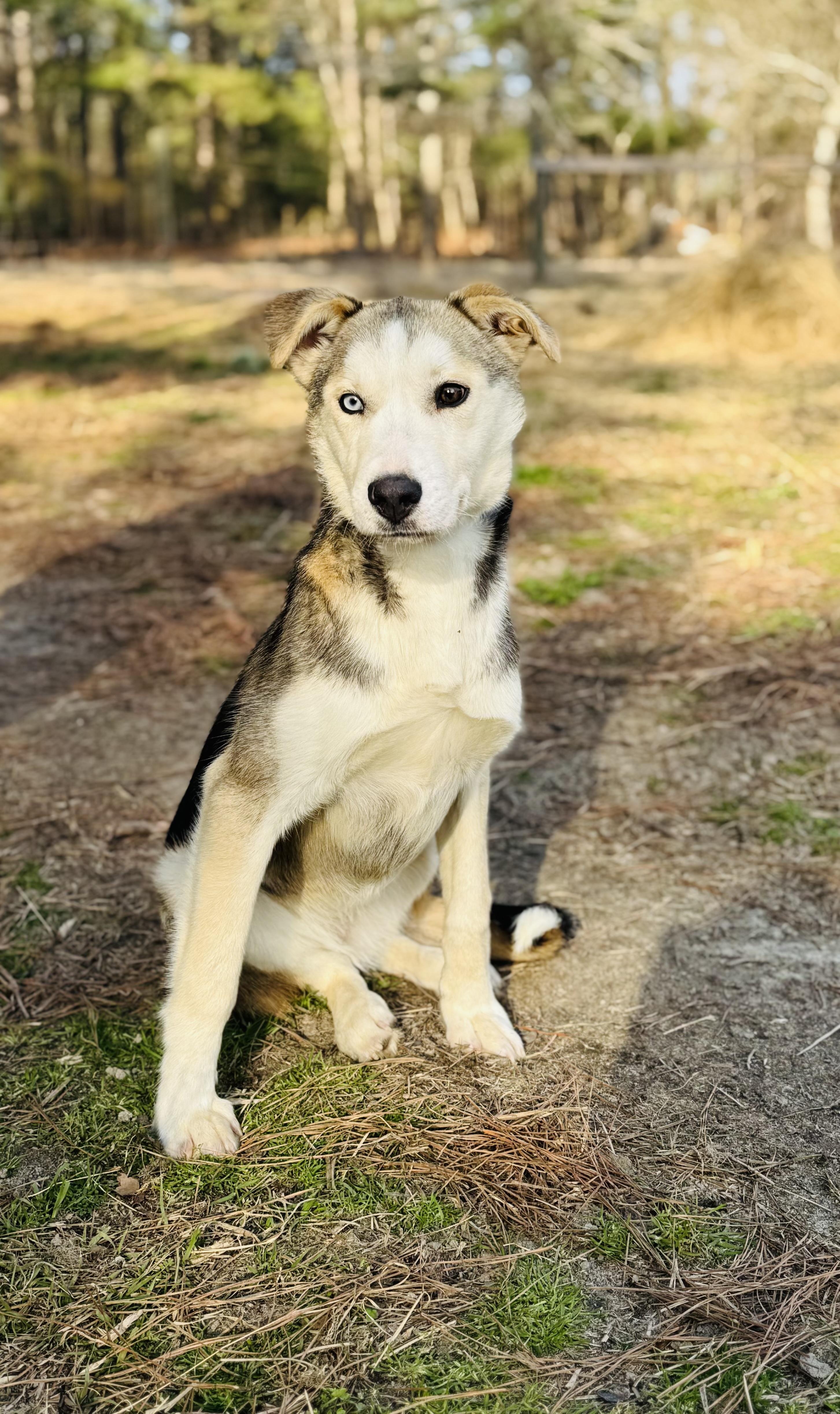 Enlarge ECHO , a ADOPTABLE mixed breed in Southbridge , MA image 3/4
