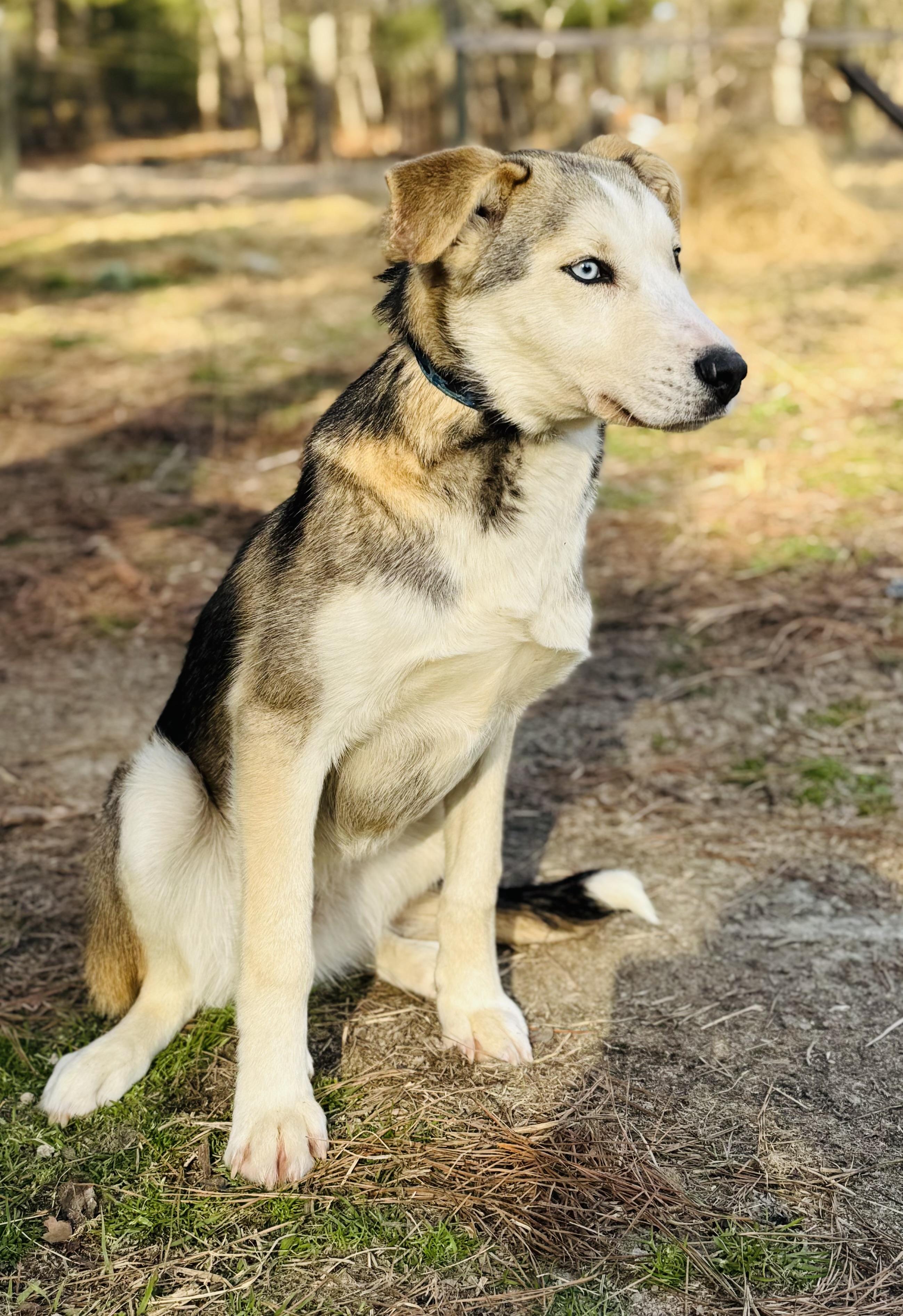 Enlarge ECHO , a ADOPTABLE mixed breed in Southbridge , MA image 4/4