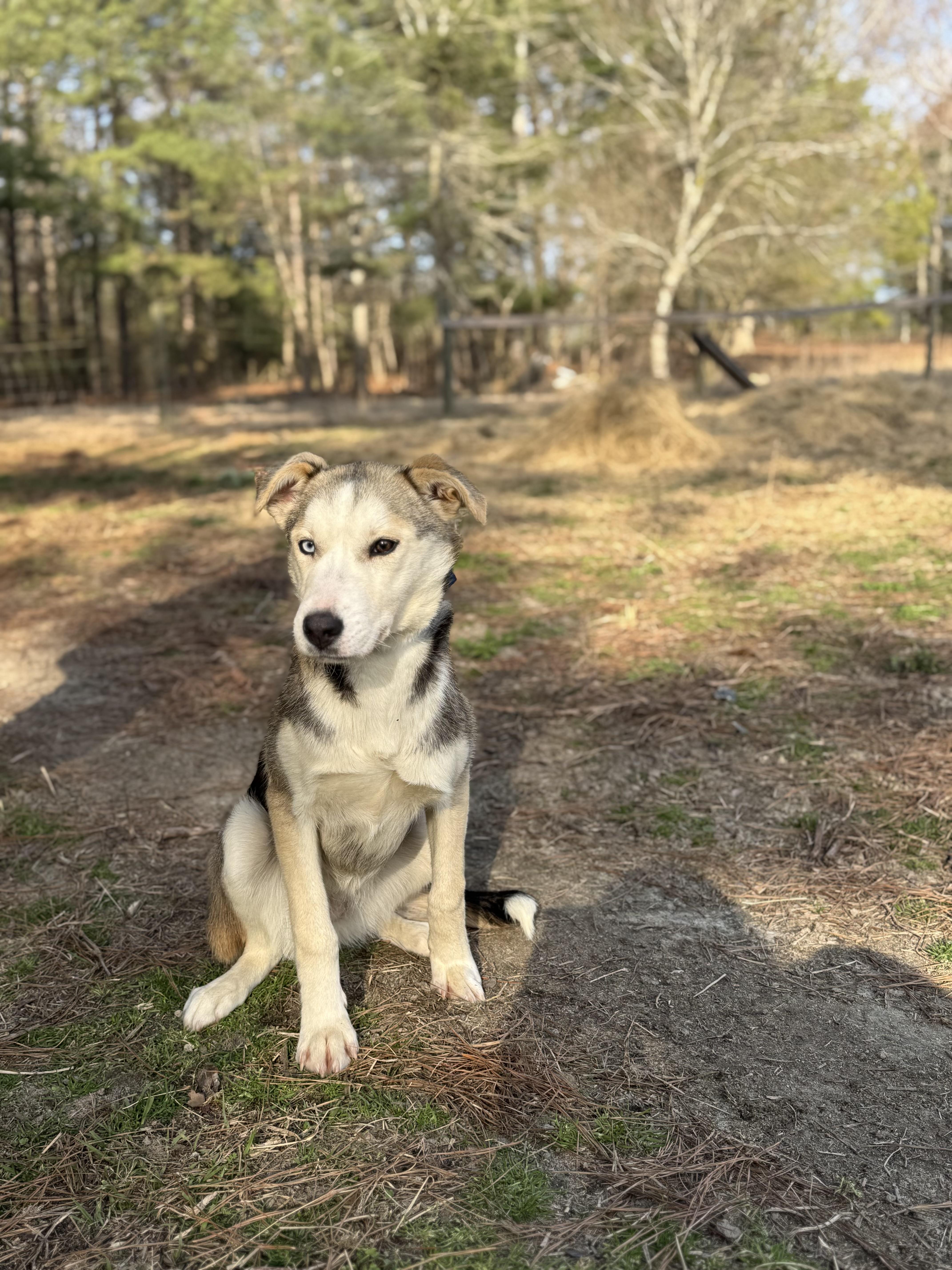 Enlarge ECHO , a ADOPTABLE mixed breed in Southbridge , MA image 1/4
