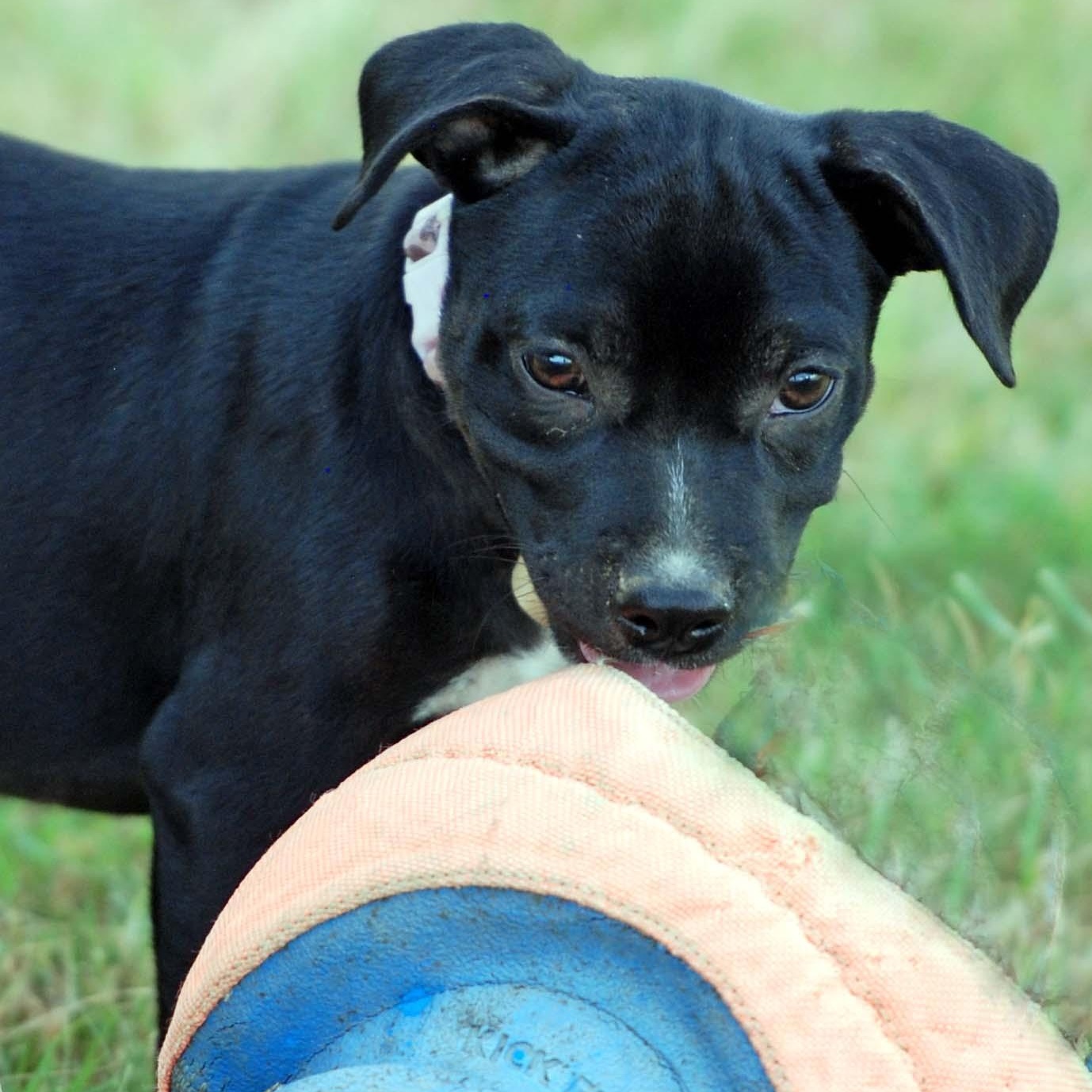 Enlarge Eclair, a Adopted mixed breed in Madisonville, TX image 5/5