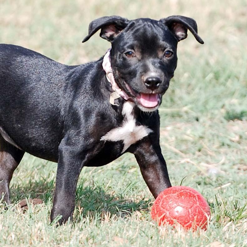 Enlarge Eclair, a Adopted mixed breed in Madisonville, TX image 3/5