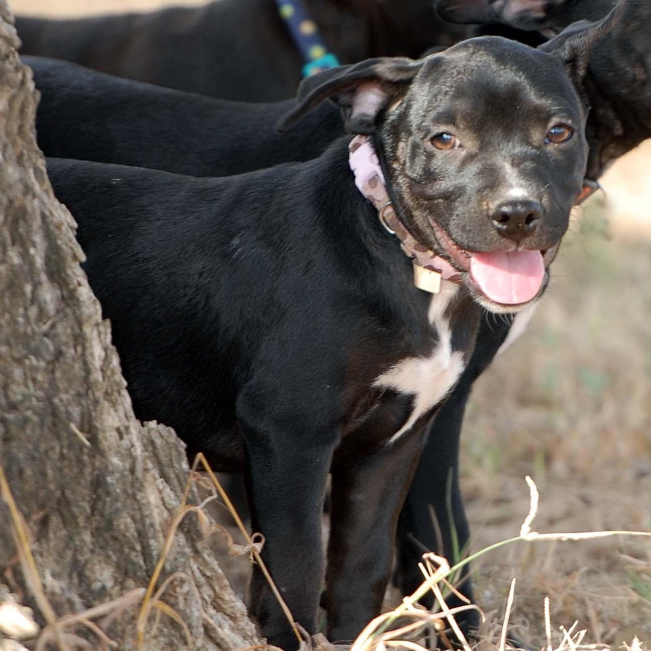 Enlarge Eclair, a Adopted mixed breed in Madisonville, TX image 4/5