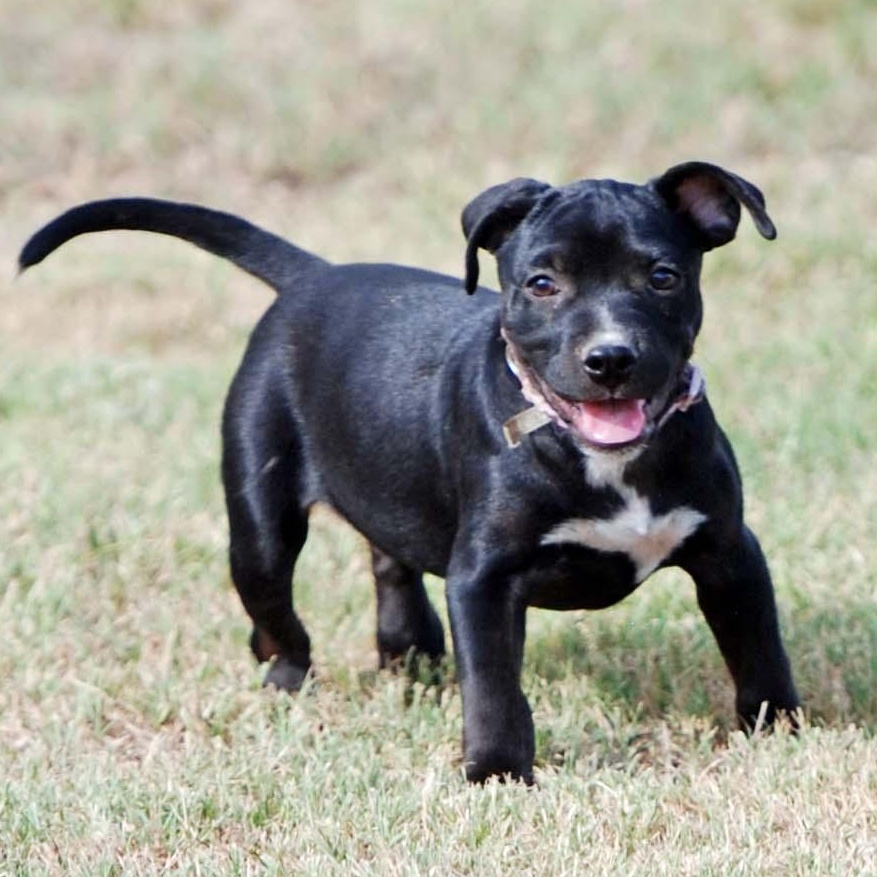 Enlarge Eclair, a Adopted mixed breed in Madisonville, TX image 2/5