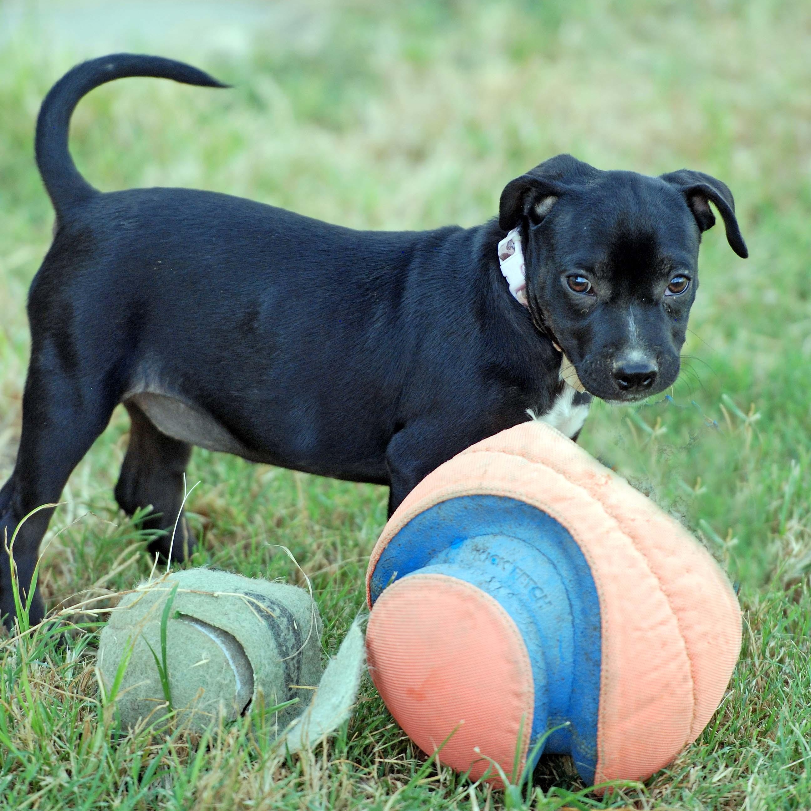 Eclair, Adopted, Puppy Female American Bully & Dachshund.