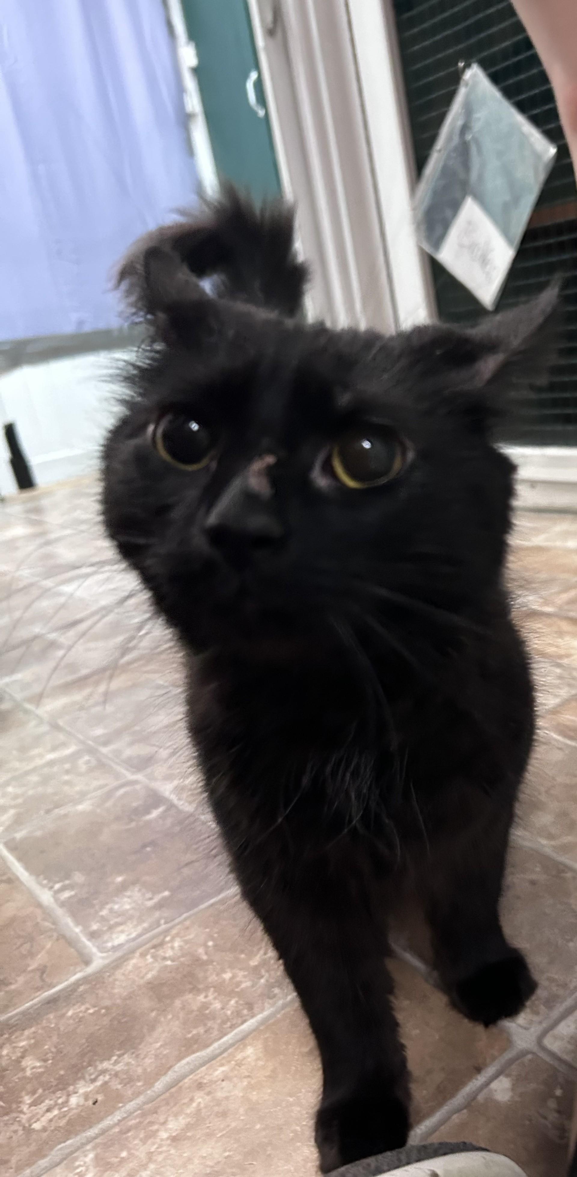 Enlarge Shimmy Shimmy Cocoa Puff, a ADOPTABLE Domestic Medium Hair in Altoona, PA image 2/2