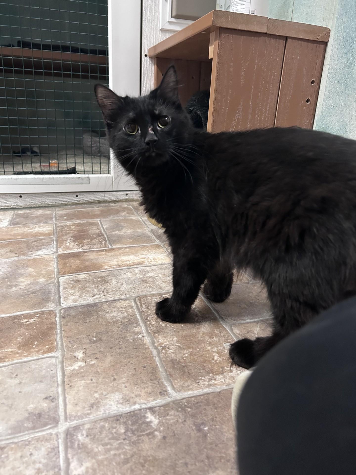 Shimmy Shimmy Cocoa Puff, ADOPTABLE, Adult Female Domestic Medium Hair.