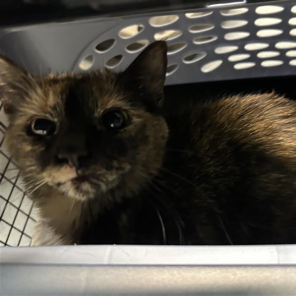 Chun Li, Adoptable, Adult Female Domestic Short Hair.