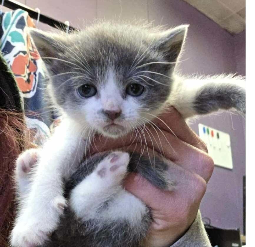 Camilia, Adopted, Kitten Female Domestic Short Hair.