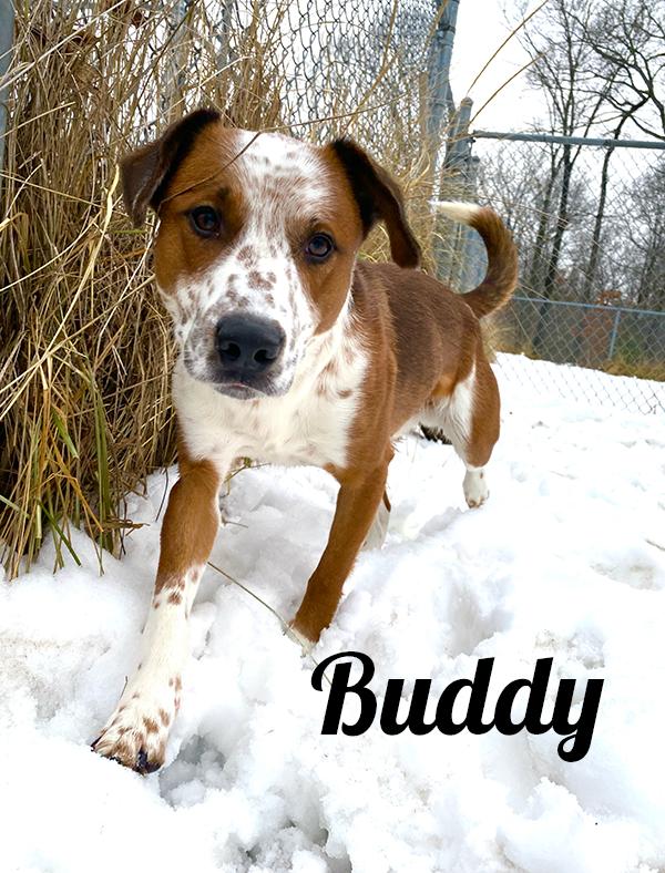 Enlarge Buddy, a ADOPTABLE mixed breed in Manistee, MI image 1/1