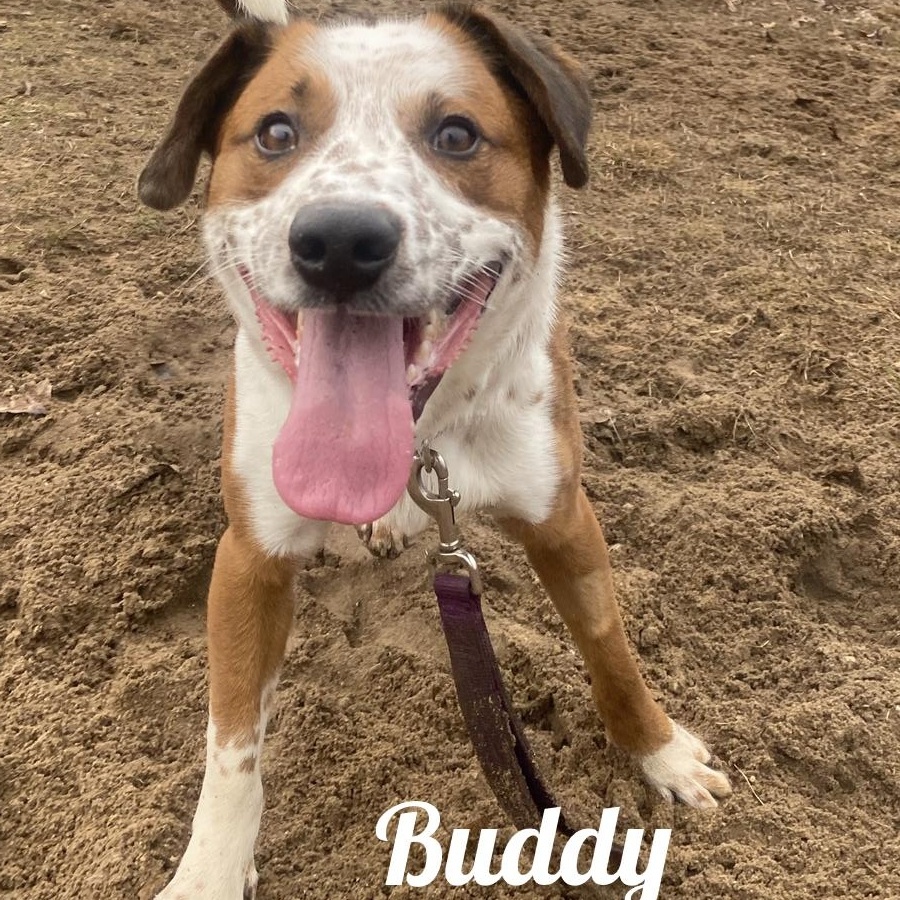 Buddy, ADOPTABLE, Young Male Australian Cattle Dog / Blue Heeler.