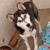 SOLEIL, Adoptable, Adult Female Husky.