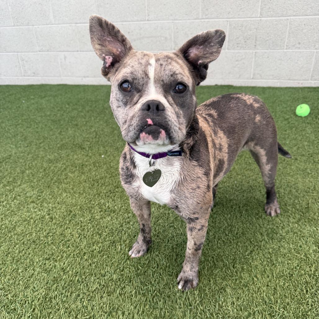 Sarsaparilla, Adoptable, Young Female Pit Bull Terrier & French Bulldog.