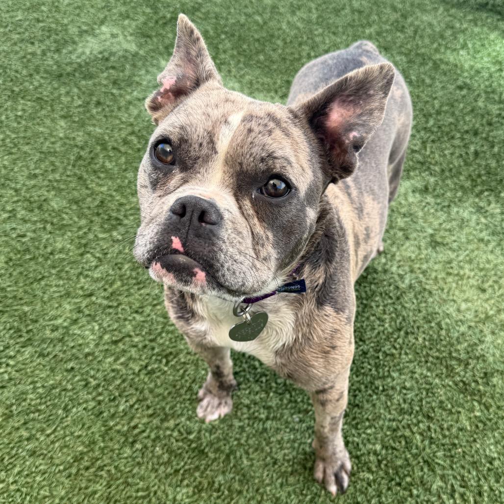 Sarsaparilla, a Adoptable mixed breed in Los Angeles, CA image 2/2