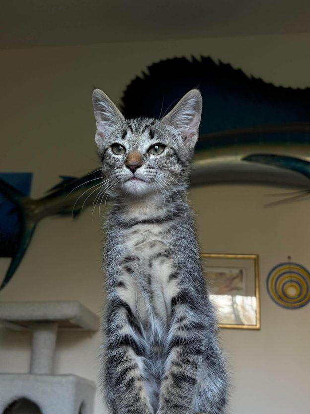 Kittens in Soldotna, adopted, Kitten Male Domestic Short Hair.