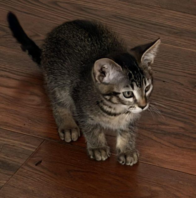 Enlarge Kittens in Soldotna, an adopted Domestic Short Hair in Kenai, AK image 2/2