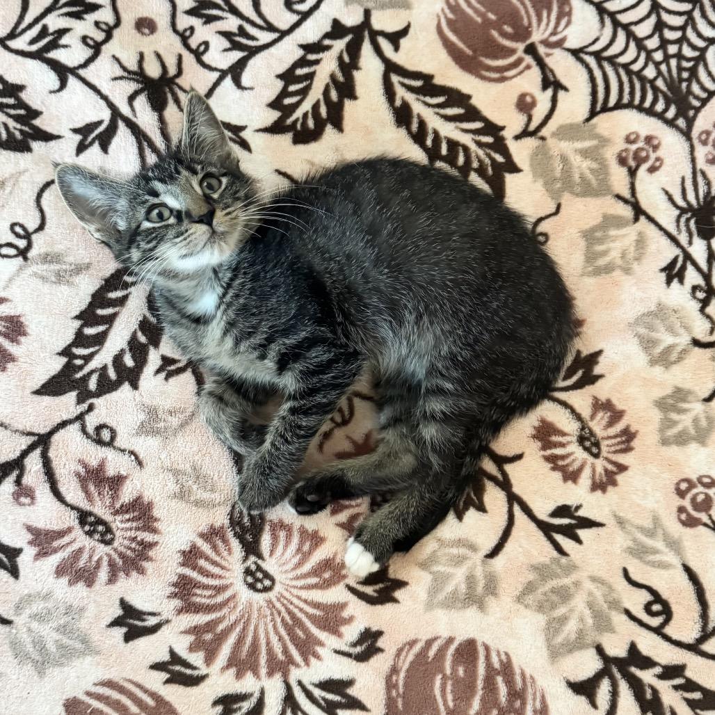 Enlarge Yarn Ball-C, a Adopted Domestic Short Hair in East Saint Louis, IL image 1/4