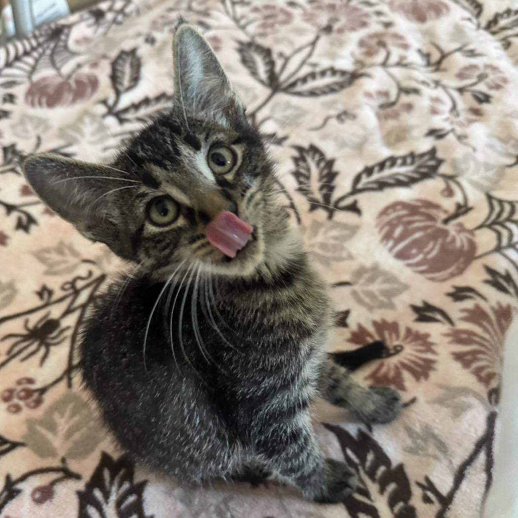 Enlarge Yarn Ball-C, a Adopted Domestic Short Hair in East Saint Louis, IL image 2/4