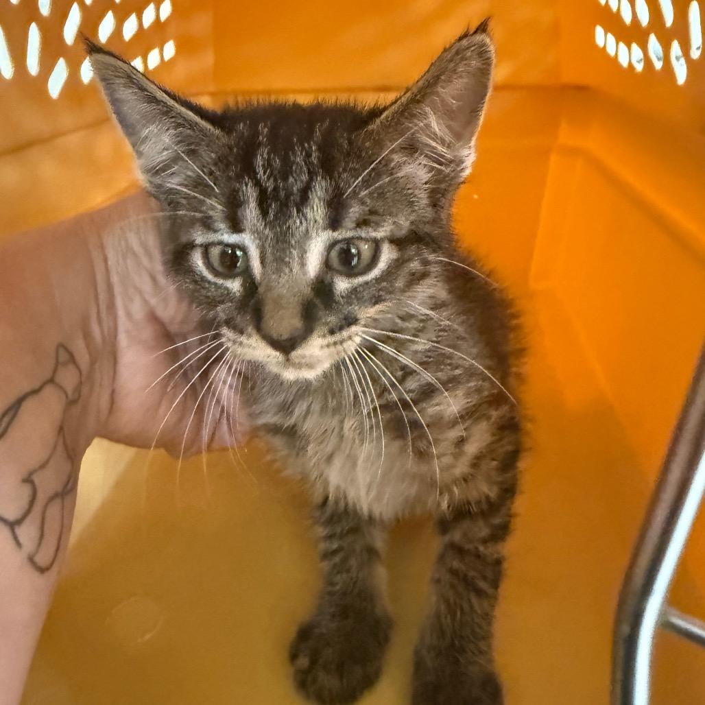 Enlarge Yarn Ball-C, a Adopted Domestic Short Hair in East Saint Louis, IL image 3/4