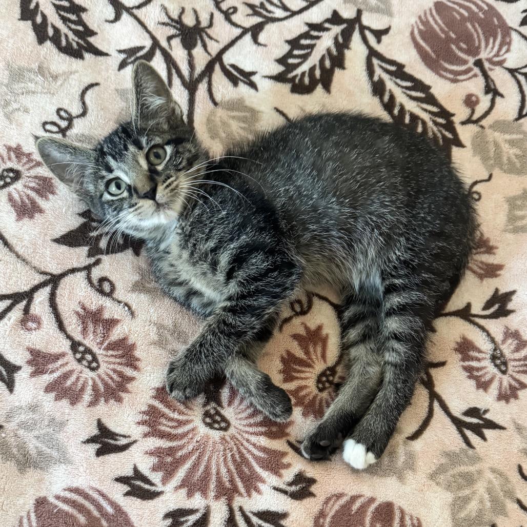 Enlarge Yarn Ball-C, a Adopted Domestic Short Hair in East Saint Louis, IL image 4/4