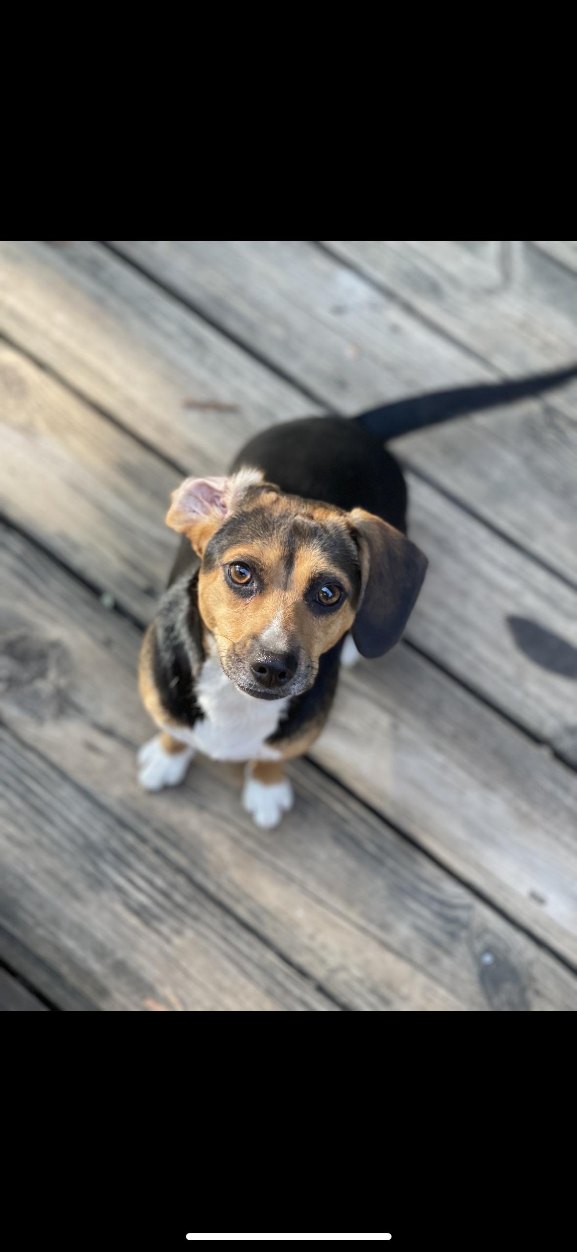 Enlarge Bitsie, a Adopted mixed breed in Gadsden, AL image 1/3
