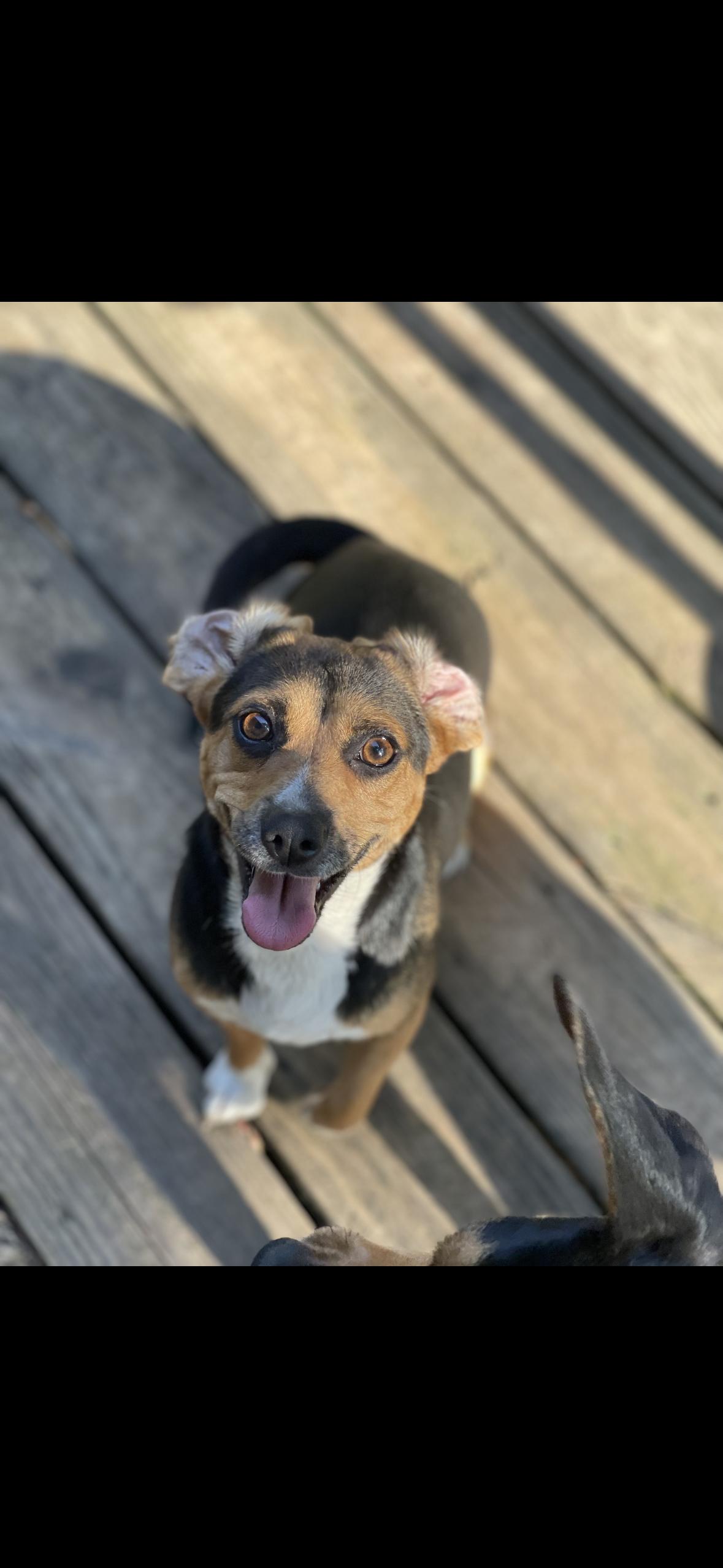 Enlarge Bitsie, a Adopted mixed breed in Gadsden, AL image 2/3