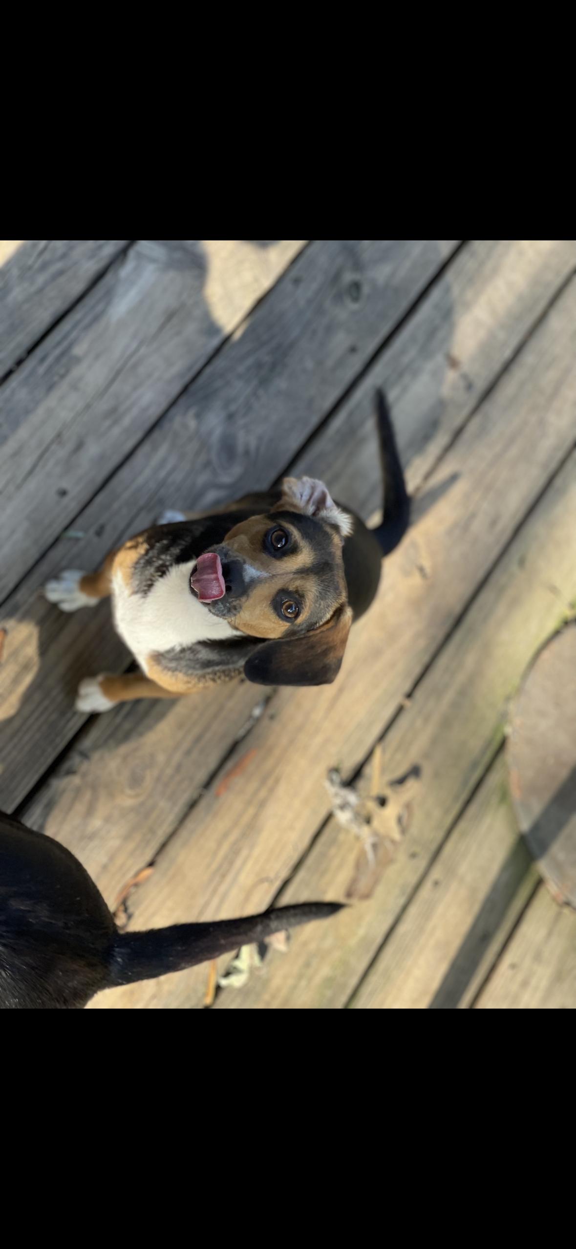 Enlarge Bitsie, a Adopted mixed breed in Gadsden, AL image 3/3