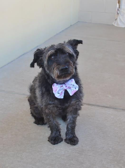 Binx, Adoptable, Senior Female Cairn Terrier.