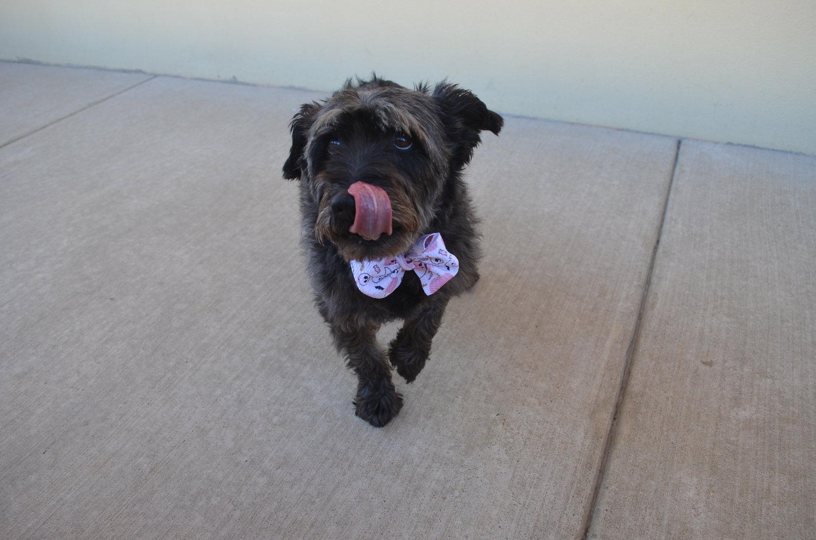 Enlarge Binx, a Adoptable Cairn Terrier in McKinney, TX image 2/3