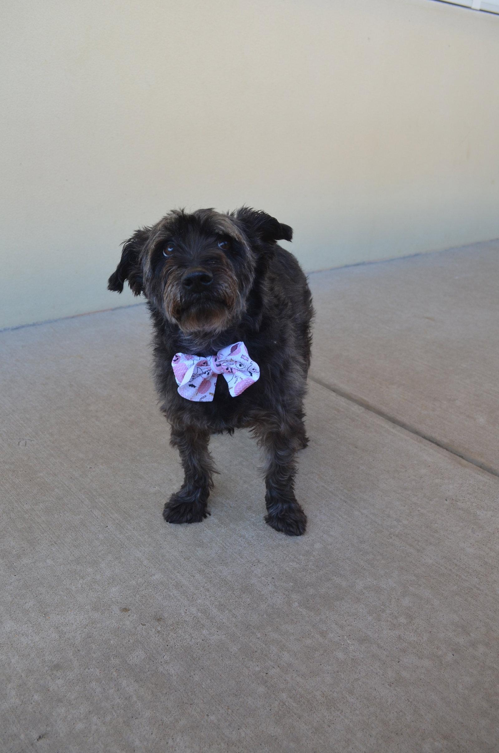 Enlarge Binx, a Adoptable Cairn Terrier in McKinney, TX image 3/3
