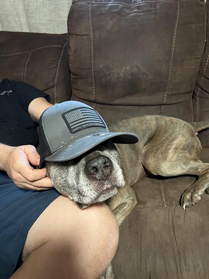 Harold, a Adoptable mixed breed image 3/6