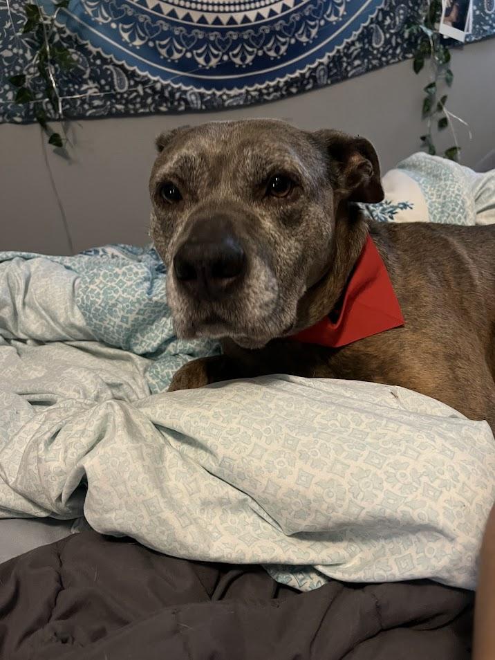 Harold, a Adoptable mixed breed image 5/6