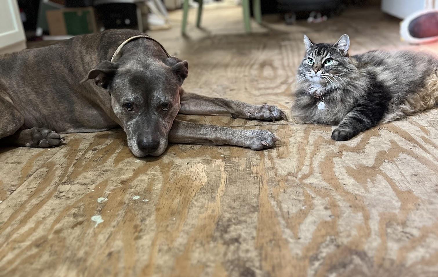 Harold, a Adoptable mixed breed image 1/6