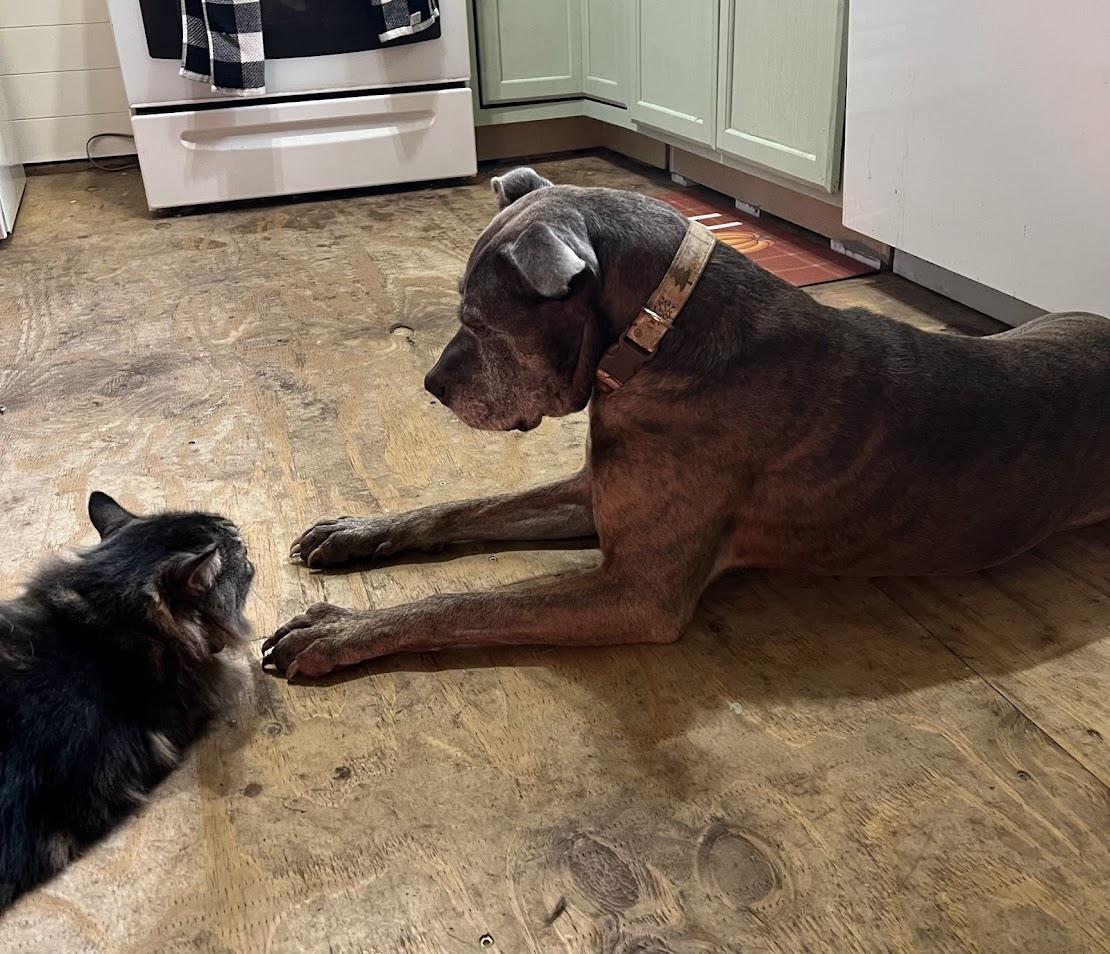 Harold, a Adoptable mixed breed image 2/6