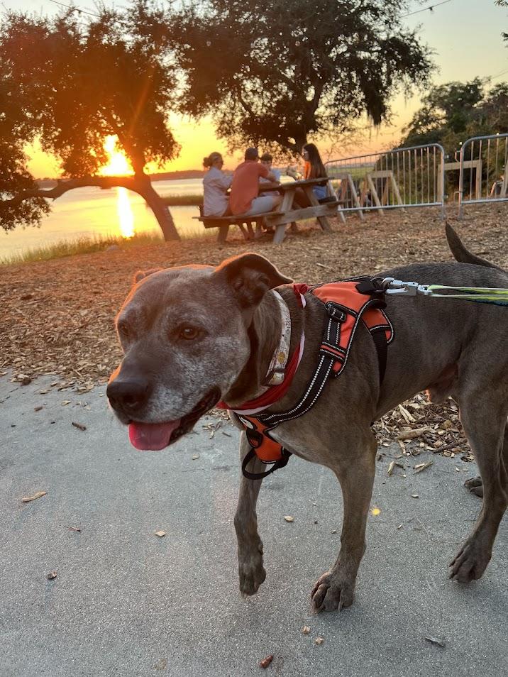 Harold, Adoptable, Adult Male Mixed Breed.