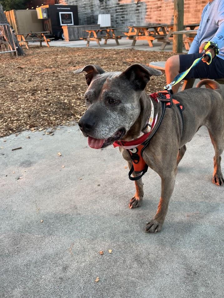 Harold, a Adoptable mixed breed image 6/6