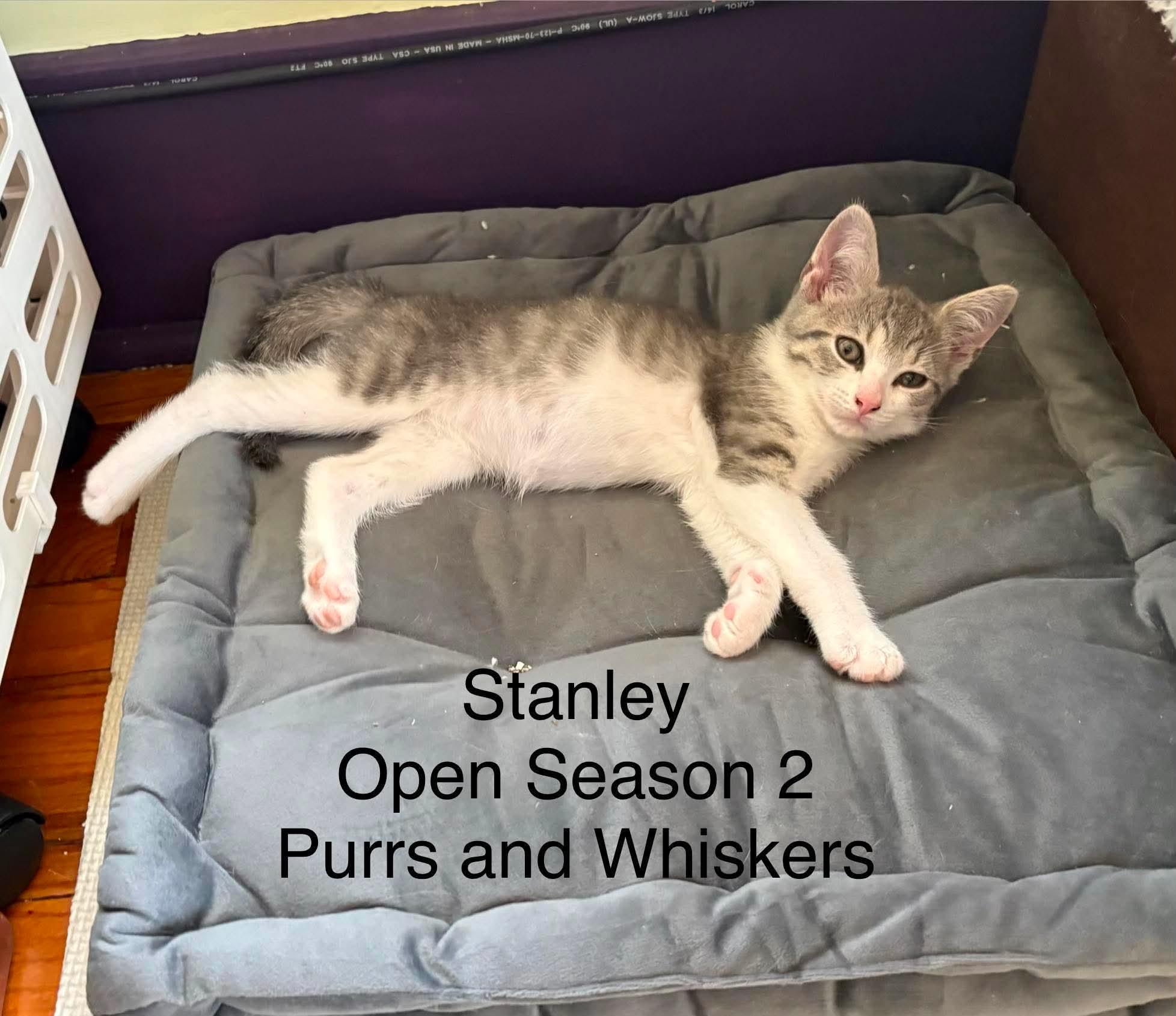 Stanley, Adoptable, Kitten Male Domestic Short Hair.
