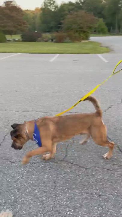 Tank, an adoptable Mastiff & German Shepherd Dog Mix in Bedford, NY_image-1