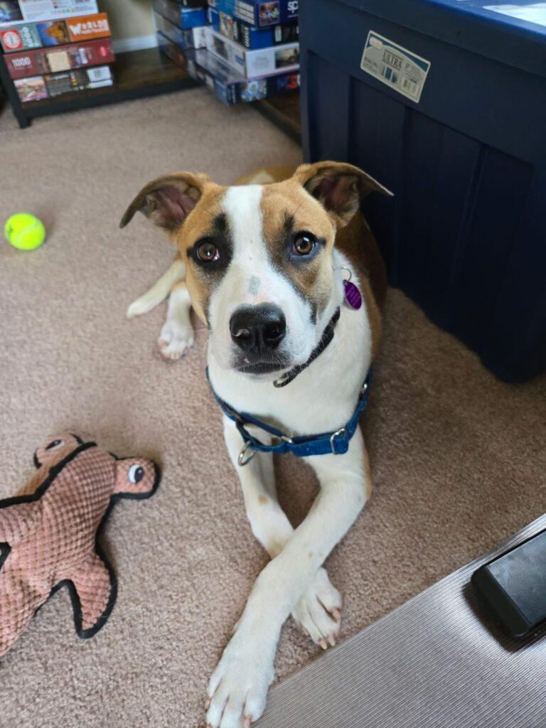 Mila, a Adoptable mixed breed in Red Hook, NY image 2/5