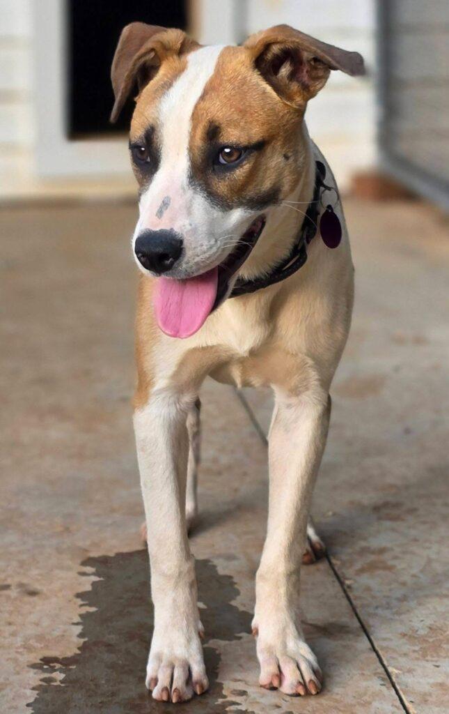 Mila, a Adoptable mixed breed in Red Hook, NY image 3/5