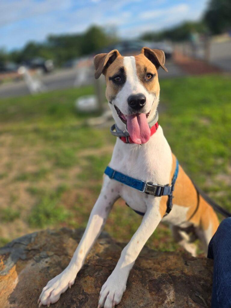 Mila, a Adoptable mixed breed in Red Hook, NY image 1/5