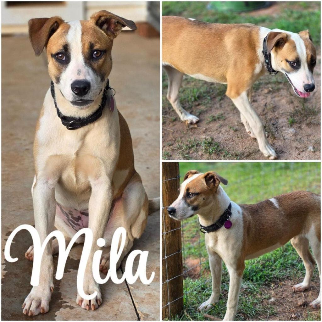 Mila, a Adoptable mixed breed in Red Hook, NY image 5/5