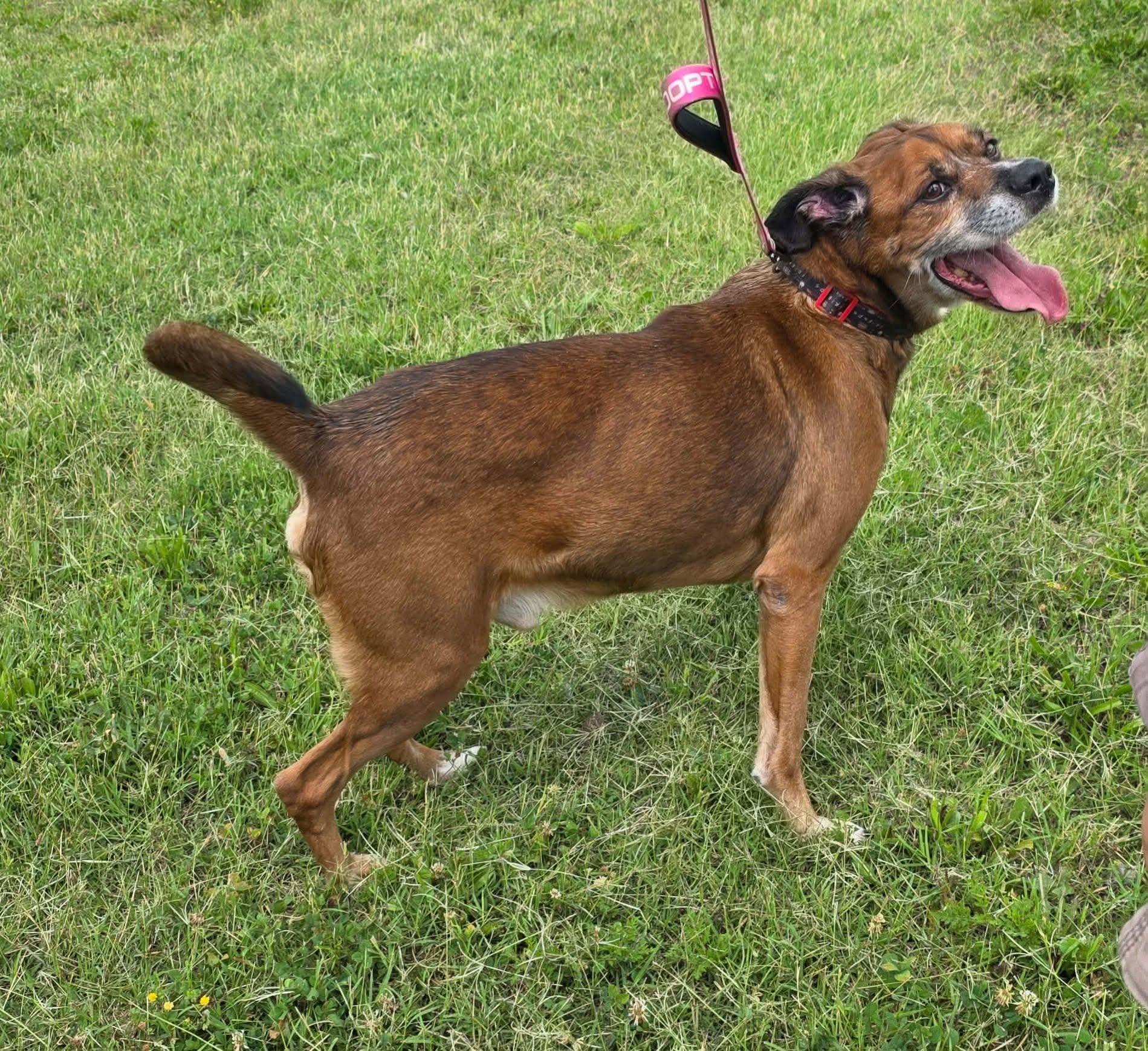 Joey, a ADOPTABLE mixed breed in Harrodsburg, KY image 2/5