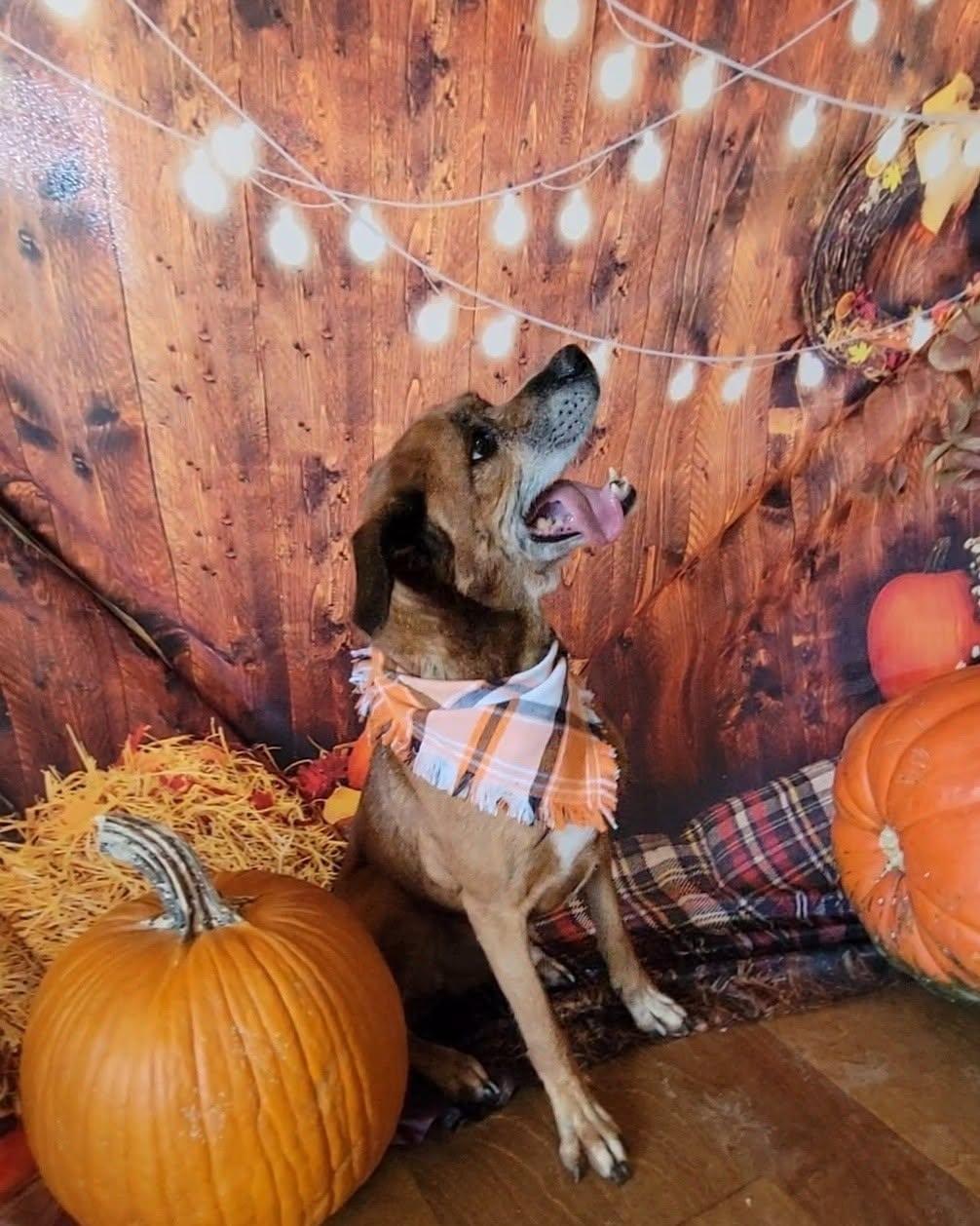 Enlarge Joey, a Adoptable mixed breed in Harrodsburg, KY image 2/6