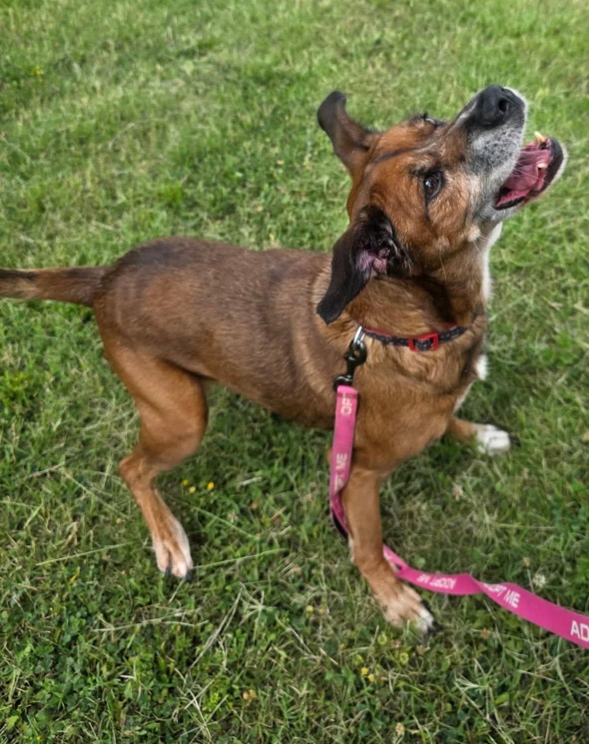Joey, a ADOPTABLE mixed breed in Harrodsburg, KY image 3/5